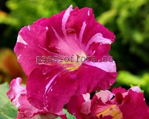 Streptocarpus Seeds ARKADIA x other hybrids