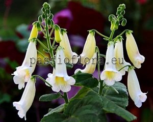 Smithiantha Seeds PF-ANDROMEDA x other hybrids