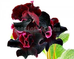 Streptocarpus Seeds DS-1755 x other hybrids