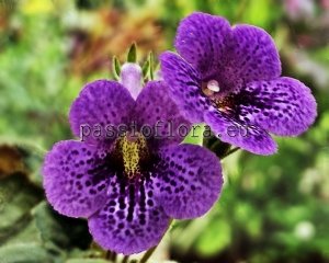 Mini Sinningia Seeds SIMSIM MILLENNIUM x other hybrids