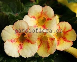 Achimenes Seeds LEMON PARADE x other hybrids