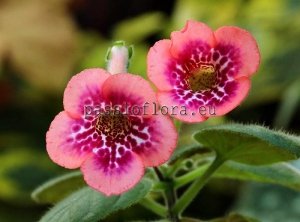 Mini Sinningia Seeds SIMSIM HONEY PEACH x other hybrids