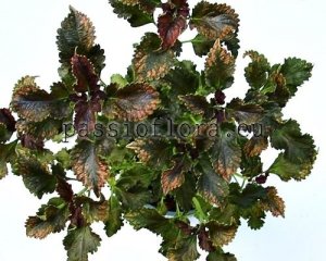 Coleus Seeds PF-MAGIC LAKE x other hybrids 