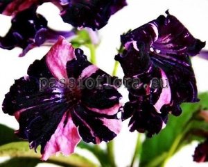 Streptocarpus Seeds ZEFLIK x other hybrids