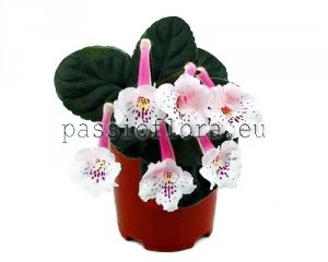Mini Sinningia SRG'S ALBINOZZA