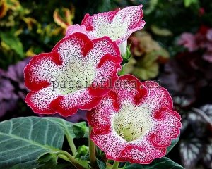 Gloxinia PF-HOT SPOT