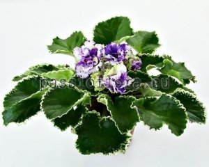 African Violet Seeds LF-MARMELADE x other hybrids