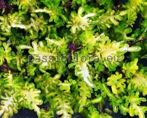 Coleus Seeds PF-PROMISE x other hybrids