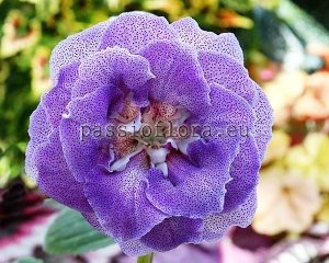Gloxinia Seeds PF-LIGHTNESS x other hybrids