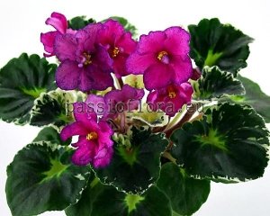 African Violet Seeds DN-RASPBERRY LIQUEUR x other hybrids