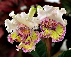 Streptocarpus Seeds KAM-SUFLE x other hybrids