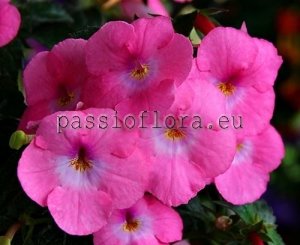 Achimenes Seeds RF'S TAPATIAN DRESS x other hybrids