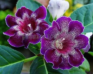 Gloxinia Seeds PF-INDIGO x other hybrids