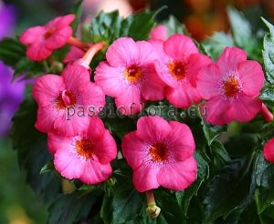 Achimenes Seeds POLINA LEMESHKO x other hybrids