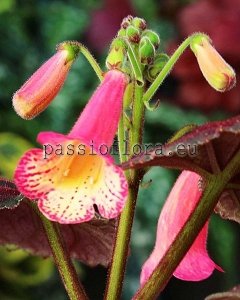 Smithiantha PF-MADELINE 