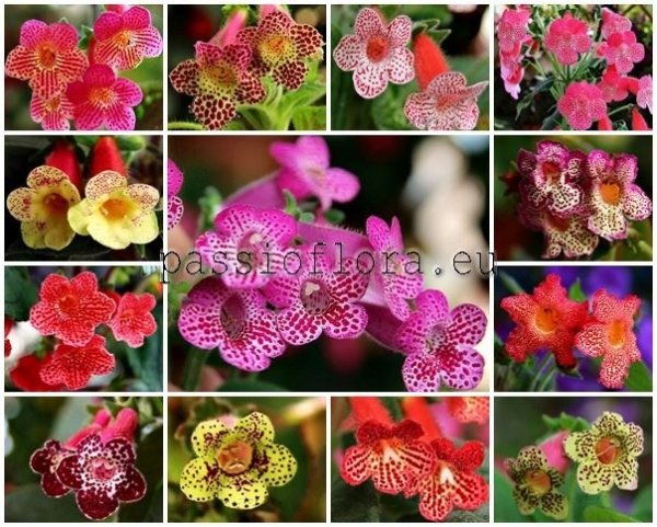 Kohleria Seeds MIX OF DIFFERENT HYBRIDS