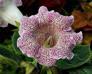 Gloxinia PF-BALLERINA
