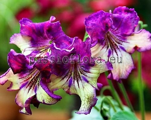 Streptocarpus MANIA 