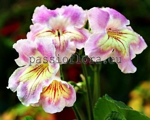 Streptocarpus DS-ART DECO 