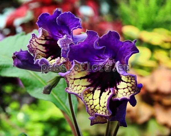 Streptocarpus TF-BEETHOVEN 