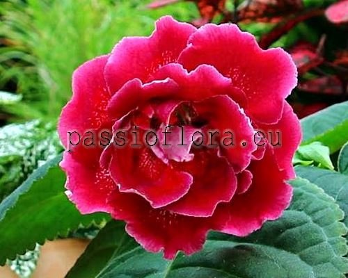 Gloxinia PF-FLORENCE 