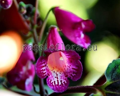 Smithiantha PF-AMETHYST SKY 