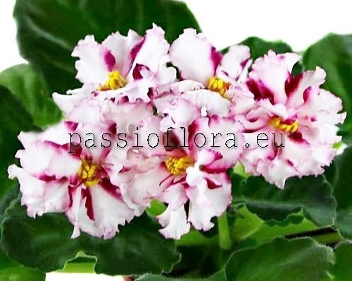 African Violet LE-MAGENTA SPORT 