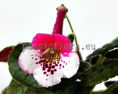 Mini Sinningia SRG'S WHITE ROUGE 