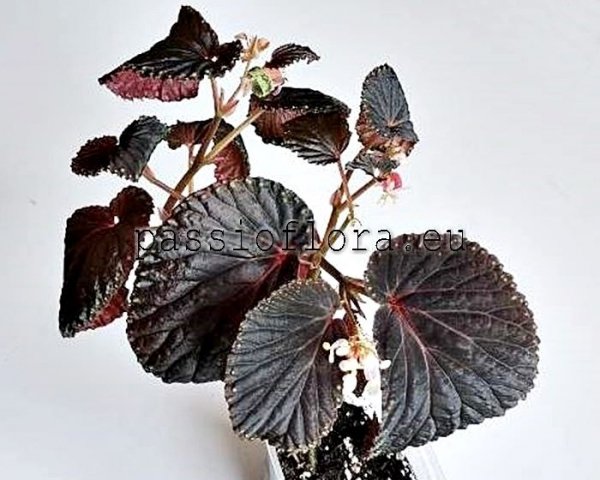 Begonia seeds sp Atricha  x self