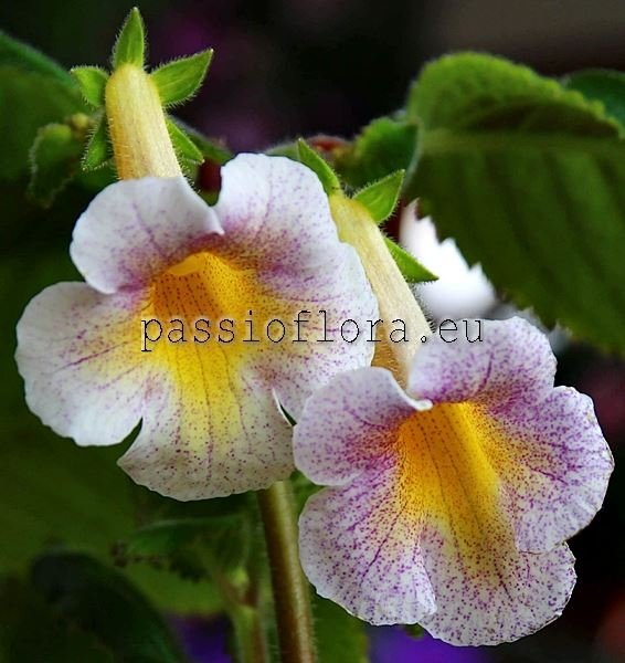 Achimenes Seeds MM'S MIHAIL