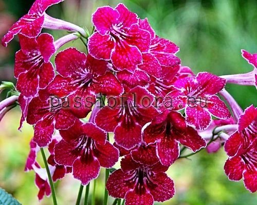 Streptocarpus DS-STRAWBERRY - DS-ZEMLYANIKA