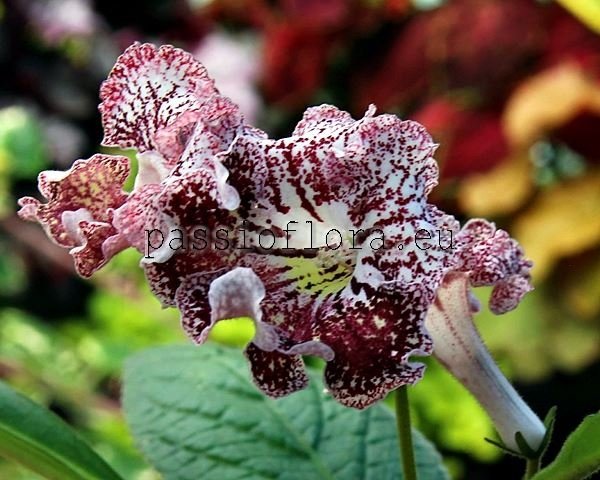 Streptocarpus UA-RETRO