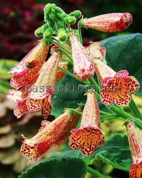 Smithiantha Seeds SIMSIM FIRE LEOPARD 