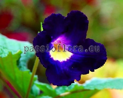Streptocarpus VICTORIA - PK-VICTORIA