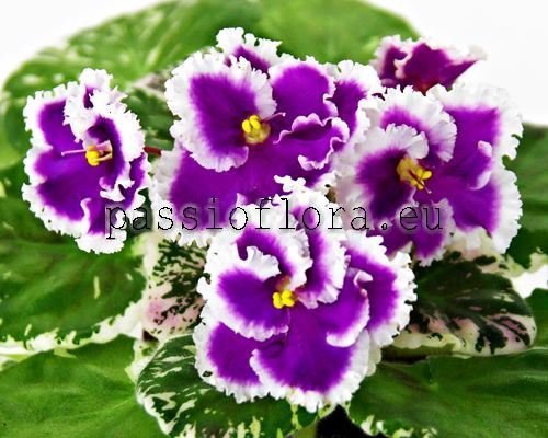 African Violet DN-PESTRYYE BABOCHKI - DN-MOTLEY BUTTERFLIES