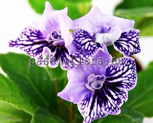 Streptocarpus RD-SŁODZIAK 