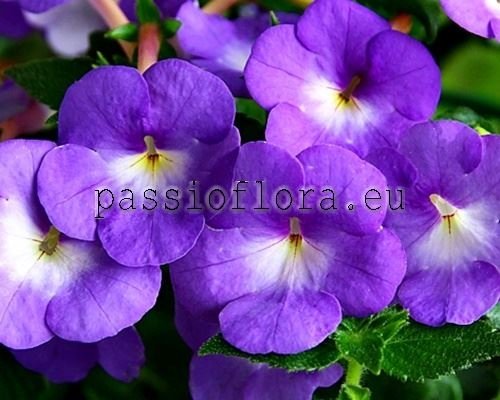 Achimenes BLUE PLANET 