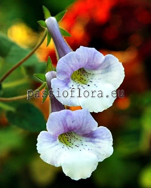 Mini Sinningia LEO B 