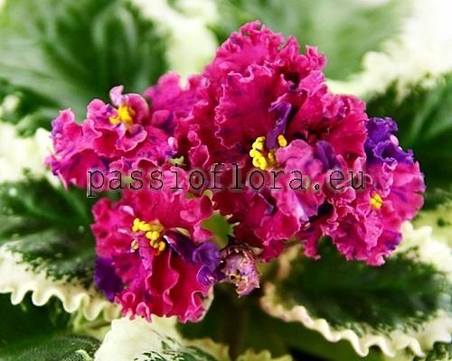 African Violet Seeds VAT-KUDRYAVAYA PRINTSESSA - VAT-CURLY PRINCESS