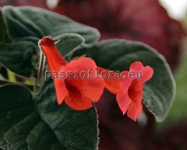 Mini Sinningia Seeds COLORADO SUNSET 