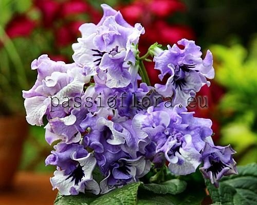 Streptocarpus DS-LIGHT SMOKE - DS-DYMOK