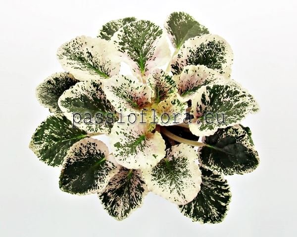 African Violet AVS-IGOR TALKOV