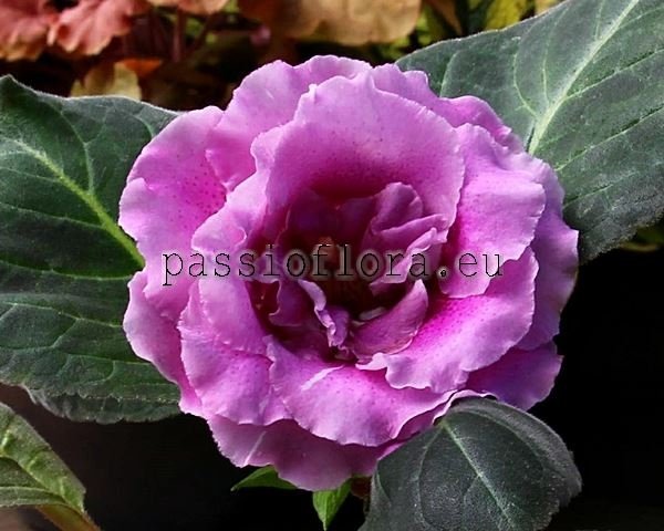Gloxinia Seeds PF-GLORY