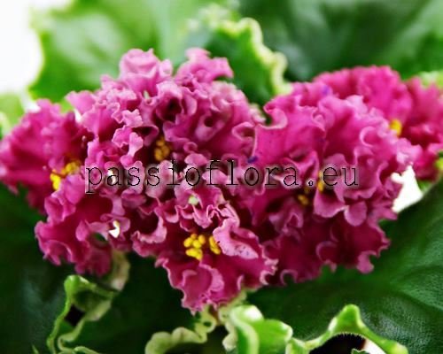 African Violet Seeds VAT-KUDRYAVAYA PRINTSESSA 