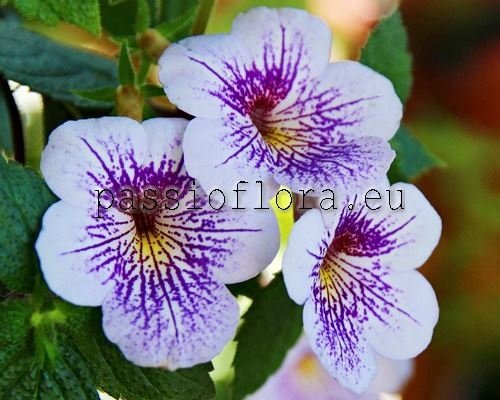 Achimenes AMBROISE VERSCHAFFELT 