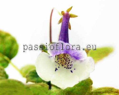 Mini Sinningia LEO B