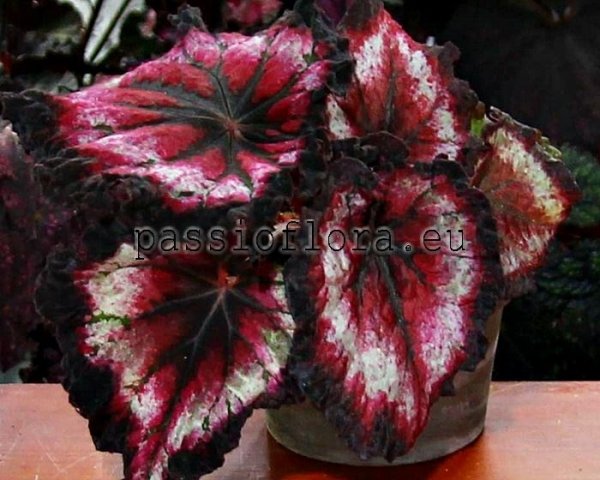 Begonia DS-EXTRAVAGANZA