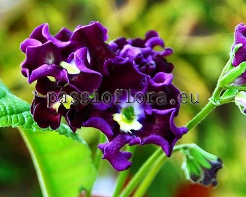 Streptocarpus PK-7602 