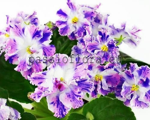 African Violet Seeds PT-YUNNAYA PASTUSHKA - PT YOUNG SHEPHERD