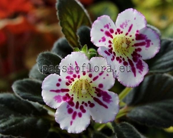 Mini Sinningia Seeds SRG'S ASSEEN